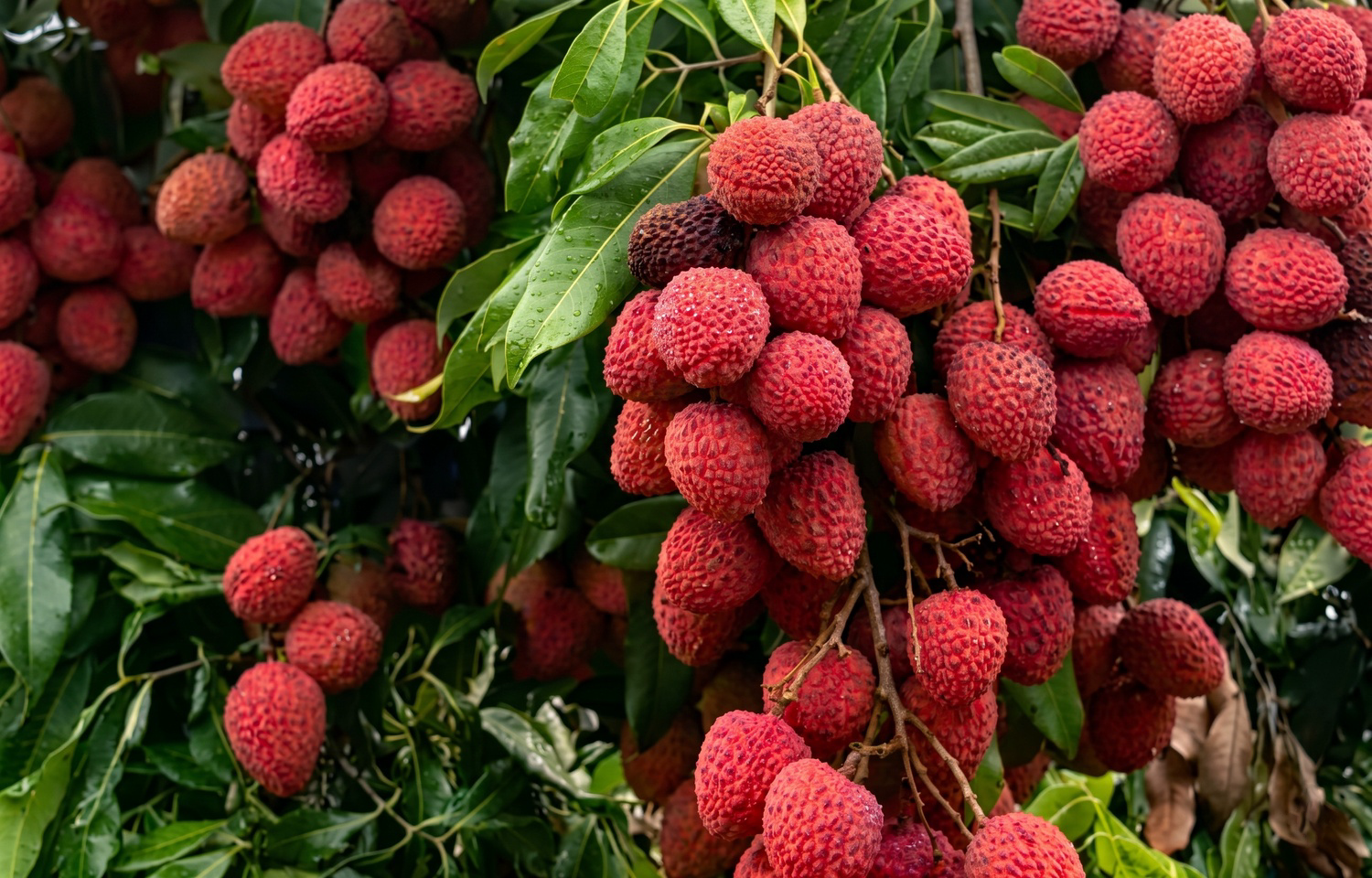 Piyaji Litchi