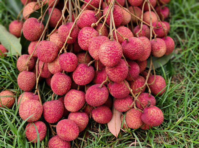 Shahi Litchi